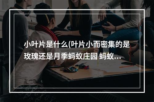 小叶片是什么(叶片小而密集的是玫瑰还是月季蚂蚁庄园 蚂蚁庄园今日)