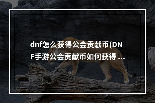 dnf怎么获得公会贡献币(DNF手游公会贡献币如何获得 公会贡献币获取方式介绍)