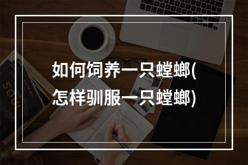 如何饲养一只螳螂(怎样驯服一只螳螂)