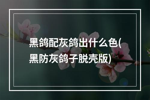 黑鸽配灰鸽出什么色(黑防灰鸽子脱壳版)