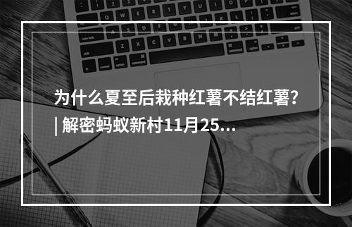 为什么夏至后栽种红薯不结红薯？| 解密蚂蚁新村11月25日谜底(探究红薯栽种的季节和条件 | 蚂蚁新村11月25日真相揭晓)