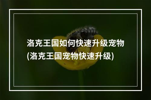 洛克王国如何快速升级宠物(洛克王国宠物快速升级)