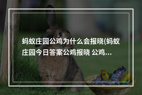 蚂蚁庄园公鸡为什么会报晓(蚂蚁庄园今日答案公鸡报晓 公鸡为什么能报晓蚂蚁庄园)