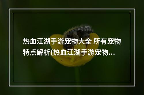 热血江湖手游宠物大全 所有宠物特点解析(热血江湖手游宠物龙怎么获得)