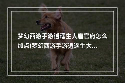 梦幻西游手游逍遥生大唐官府怎么加点(梦幻西游手游逍遥生大唐)