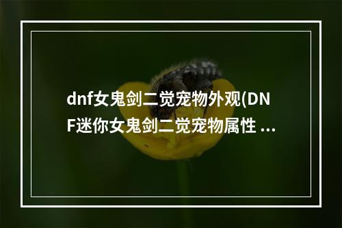 dnf女鬼剑二觉宠物外观(DNF迷你女鬼剑二觉宠物属性 DNF迷你女鬼剑宠物属性)