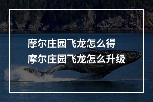 摩尔庄园飞龙怎么得 摩尔庄园飞龙怎么升级