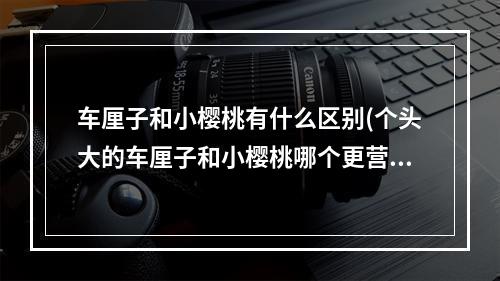 车厘子和小樱桃有什么区别(个头大的车厘子和小樱桃哪个更营养 蚂蚁新村6月28日)