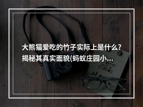 大熊猫爱吃的竹子实际上是什么？揭秘其真实面貌(蚂蚁庄园小课堂竹子是怎样的一种植物？)