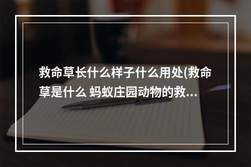 救命草长什么样子什么用处(救命草是什么 蚂蚁庄园动物的救命草)