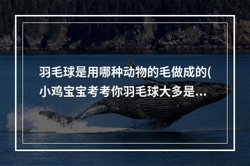 羽毛球是用哪种动物的毛做成的(小鸡宝宝考考你羽毛球大多是用哪种动物的羽毛制成的)