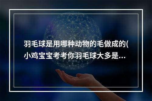 羽毛球是用哪种动物的毛做成的(小鸡宝宝考考你羽毛球大多是用哪种动物的羽毛制成的)