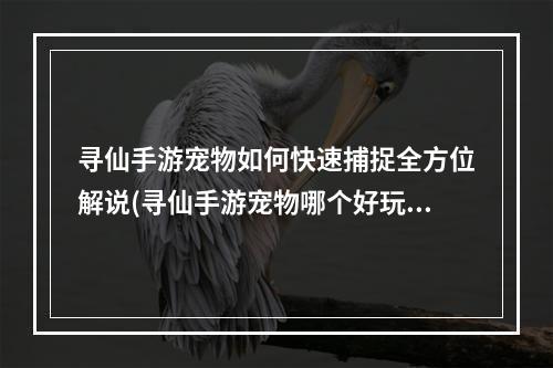 寻仙手游宠物如何快速捕捉全方位解说(寻仙手游宠物哪个好玩吗)