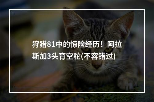 狩猎81中的惊险经历！阿拉斯加3头育空驼(不容错过)