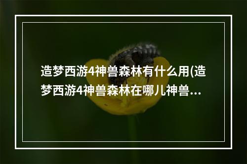 造梦西游4神兽森林有什么用(造梦西游4神兽森林在哪儿神兽森林怎么进)