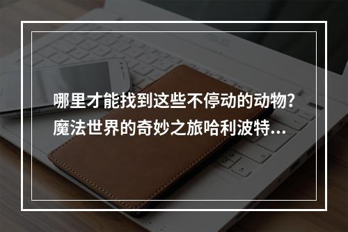 哪里才能找到这些不停动的动物？魔法世界的奇妙之旅哈利波特魔法觉醒